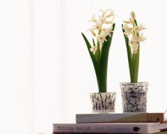 Tapeta Nature Flowers 226.jpg